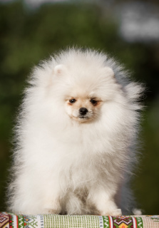 Photo №1. german spitz - for sale in the city of Москва | 1761$ | Announcement № 5249