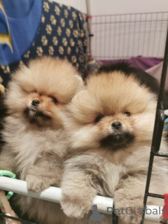 Photo №1. pomeranian - for sale in the city of Бертранж | Is free | Announcement № 138662