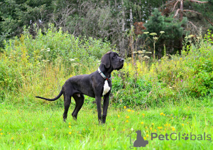 Photo №2 to announcement № 151560 for the sale of great dane - buy in Russian Federation from nursery, breeder