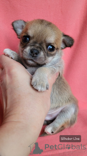 Photo №4. I will sell chihuahua in the city of Москва. private announcement - price - negotiated