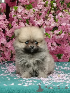 Photo №1. non-pedigree dogs - for sale in the city of Irkutsk | 254$ | Announcement № 142480