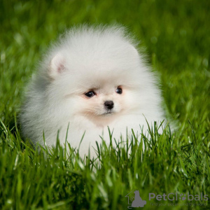 Additional photos: Beautiful Pomeranian puppies