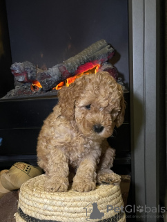 Photo №3. Cavapoo puppies. Germany