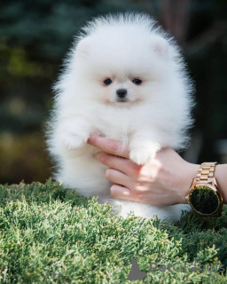 Photo №2 to announcement № 166673 for the sale of pomeranian - buy in Germany private announcement