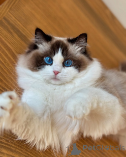 Photo №1. ragdoll - for sale in the city of GlendALYUGH | negotiated | Announcement № 156522