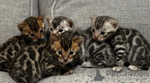Photo №1. bengal cat - for sale in the city of Stockholm | negotiated | Announcement № 96288
