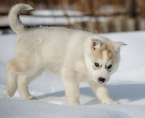 Photo №4. I will sell siberian husky in the city of Voronezh. private announcement - price - negotiated