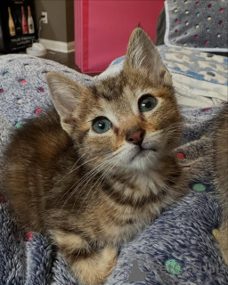 Photo №2 to announcement № 150587 for the sale of bengal cat - buy in Germany from the shelter, breeder