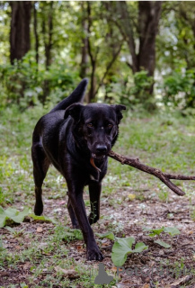 Photo №2 to announcement № 157436 for the sale of non-pedigree dogs - buy in Russian Federation private announcement