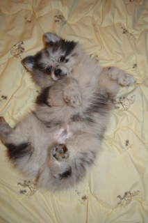 Photo №4. I will sell german spitz in the city of Москва. from nursery - price - 212$