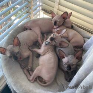 Photo №1. sphynx cat - for sale in the city of Helsinki | 413$ | Announcement № 159208