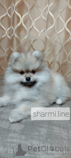Photo №1. pomeranian - for sale in the city of Minsk | 828$ | Announcement № 15596