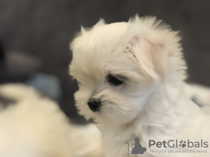 Additional photos: Sale of elite puppies of the Maltese lapdog with an excellent pedigree