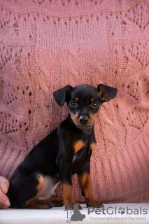 Photo №1. miniature pinscher - for sale in the city of Vitebsk | 300$ | Announcement № 7966