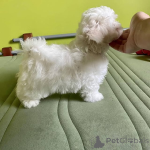 Photo №1. maltese dog - for sale in the city of Vilnius | 774$ | Announcement № 175403