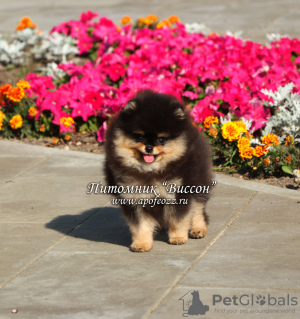 Photo №2 to announcement № 68899 for the sale of pomeranian - buy in Russian Federation from nursery, breeder
