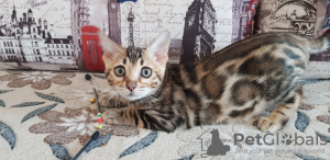 Photo №1. bengal cat - for sale in the city of Kirov | 325$ | Announcement № 9784