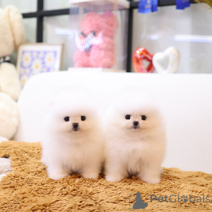 Photo №2 to announcement № 155473 for the sale of pomeranian - buy in Germany breeder