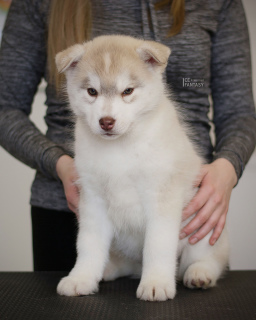 Additional photos: Siberian husky chic puppies fawn color