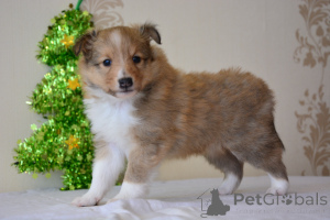 Photo №4. I will sell shetland sheepdog in the city of Daugavpils. breeder - price - 1548$