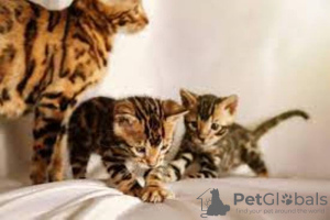 Photo №3. Bengal kittens for sale. Belarus