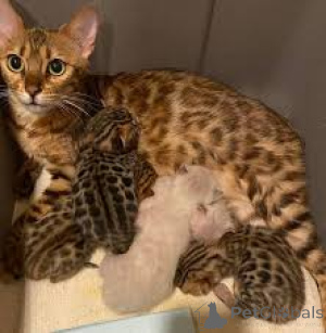 Photo №3. Bengaalse kittens te koop. Netherlands
