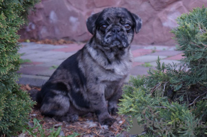 Photo №1. pug - for sale in the city of Constanța | 1000$ | Announcement № 45438