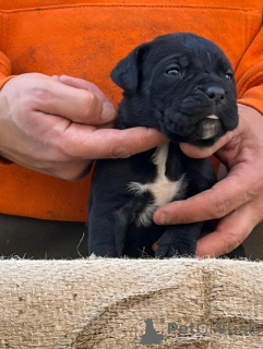 Photo №1. cane corso - for sale in the city of Frankfurt | negotiated | Announcement № 173340