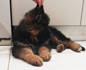 Photo №2 to announcement № 5131 for the sale of german shepherd - buy in Ukraine from nursery