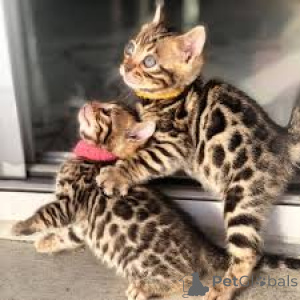 Photo №2 to announcement № 172703 for the sale of bengal cat - buy in Belgium private announcement, breeder