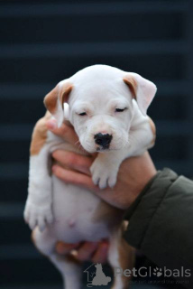 Photo №4. I will sell american staffordshire terrier in the city of Belgrade.  - price - negotiated