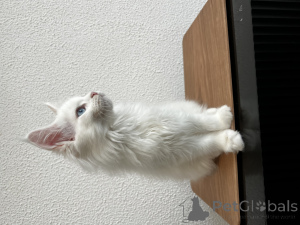 Photo №2 to announcement № 155989 for the sale of maine coon - buy in Russian Federation from nursery