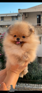 Photo №1. pomeranian - for sale in the city of Split | negotiated | Announcement № 62691