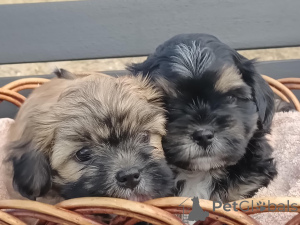 Photo №2 to announcement № 163913 for the sale of maltese dog, shih tzu - buy in United States private announcement