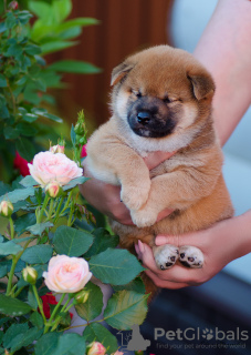 Photo №2 to announcement № 21265 for the sale of shiba inu - buy in Russian Federation private announcement, from nursery