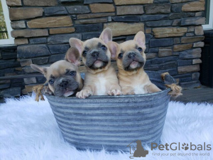 Photo №1. french bulldog - for sale in the city of Quakenbrück | Is free | Announcement № 130050