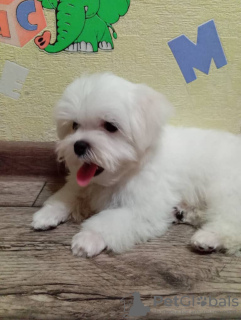 Photo №4. I will sell maltese dog in the city of Tashkent. private announcement - price - 500$