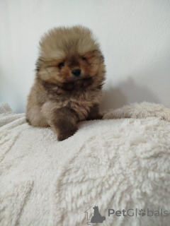 Photo №4. I will sell pomeranian in the city of Vilovo. breeder - price - 941$