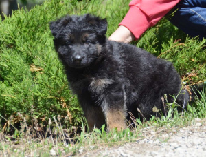 Photo №4. I will sell german shepherd in the city of Mariupol. from nursery - price - 320$
