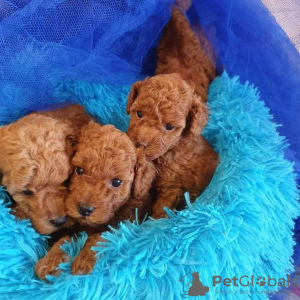 Photo №1. poodle (toy) - for sale in the city of Гамбург | 350$ | Announcement № 44530