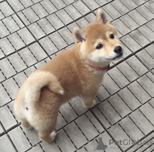 Photo №1. shiba inu - for sale in the city of Tartu | negotiated | Announcement № 126504