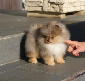 Photo №3. Deze schattige Pomeranian-puppy's. Netherlands