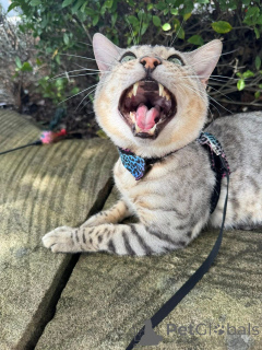 Photo №3. Playful Bengal Kittens with Shiny Coats. Germany