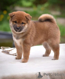 Photo №3. Shiba inu puppies are available for adoption. United States