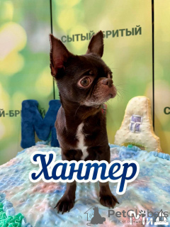 Photo №2 to announcement № 103997 for the sale of chihuahua - buy in Germany private announcement, breeder
