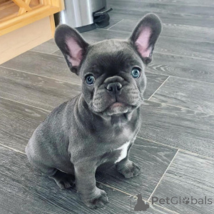 Photo №1. french bulldog - for sale in the city of Frederickshavn | negotiated | Announcement № 169964