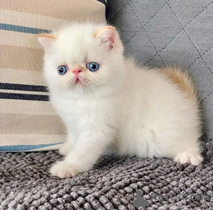 Photo №1. exotic shorthair - for sale in the city of Berlin | 282$ | Announcement № 137122