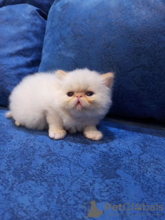 Additional photos: Selling Persian kittens of the Extreme type. Color Cream Point. 3 boys and 1