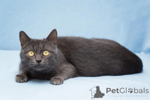 Photo №3. Moon - A miniature girl is looking for a house.. Russian Federation