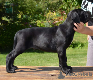 Photo №1. cane corso - for sale in the city of Saransk | 195$ | Announcement № 7752